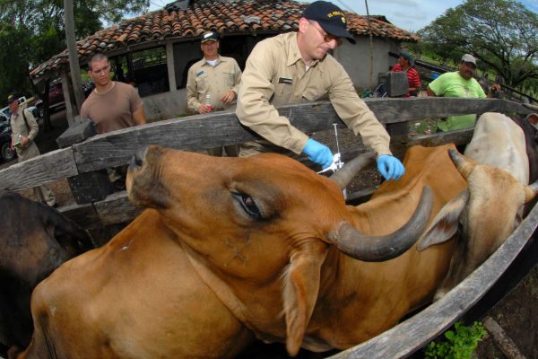 Vet Science Medicine Cows