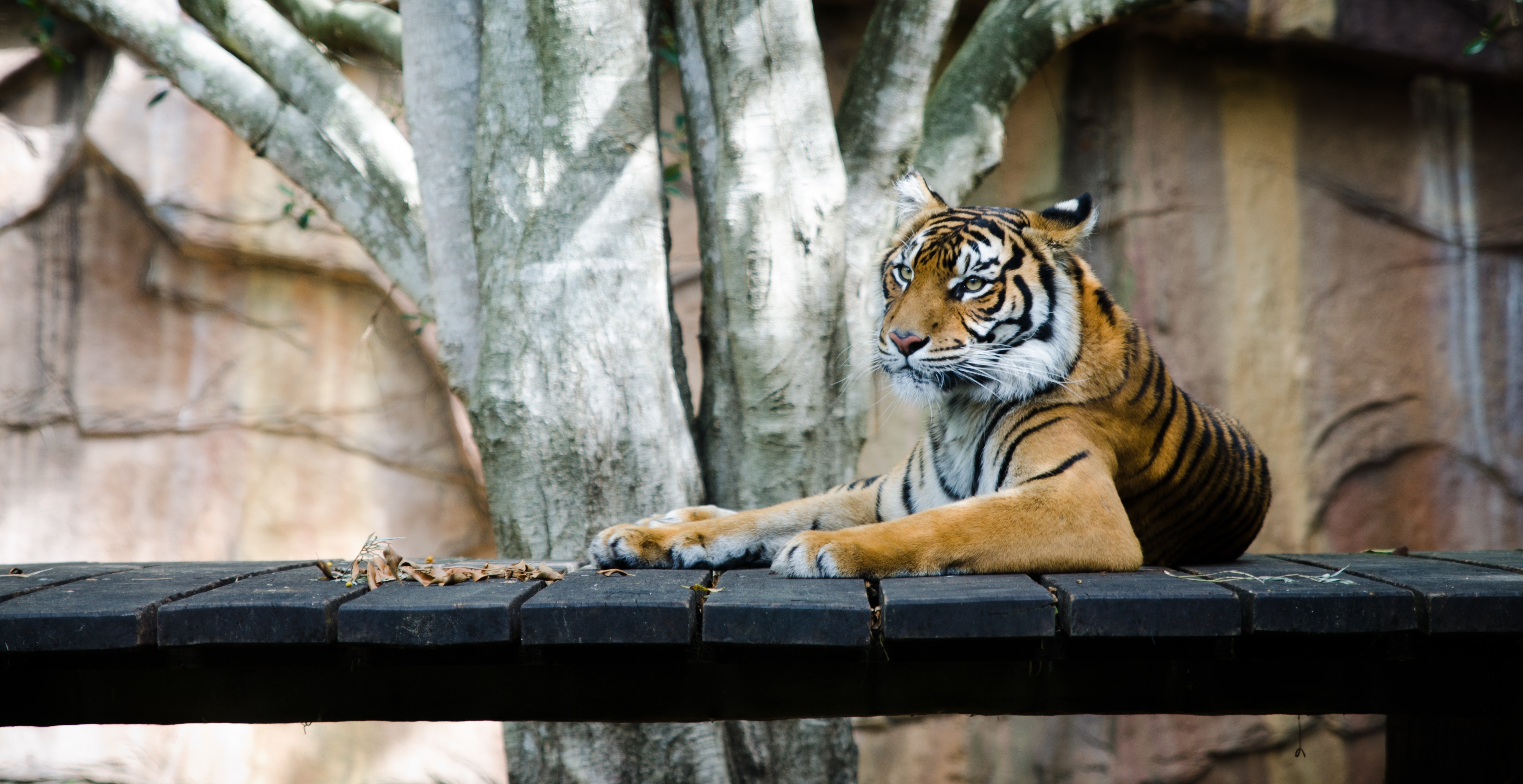 tiger